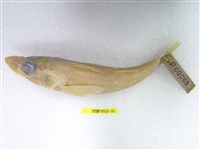 藏品(短鯒)的圖片